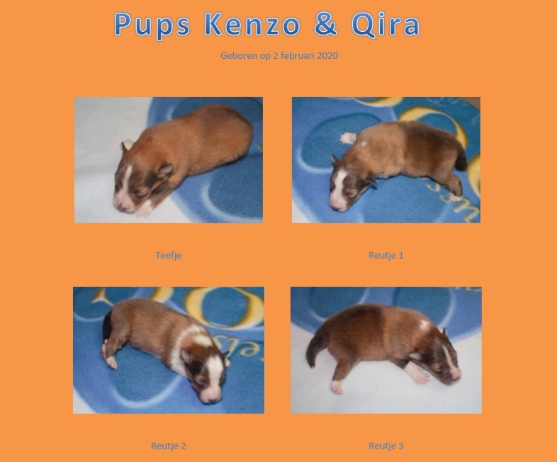 Pups-Kenzo-Qira-2020