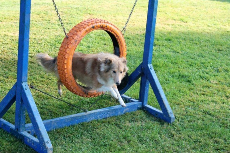 Lindsey en Orissa agility