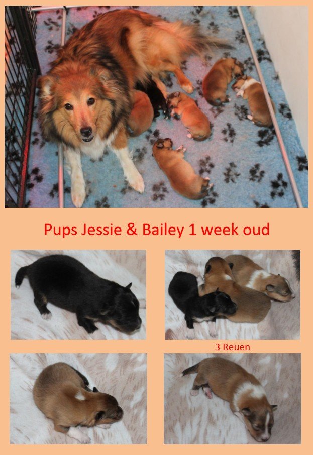 pupsjessie en bailey shelties