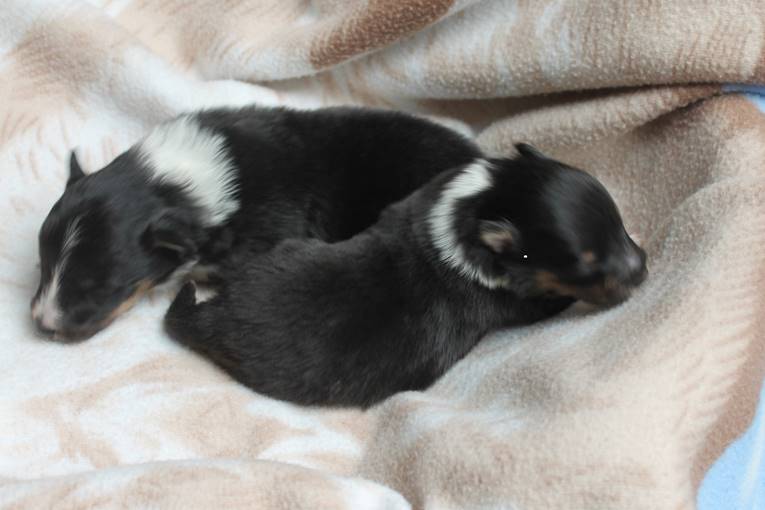 sheltie puppy